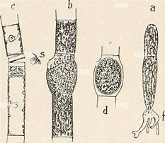 Oedogonium crassum